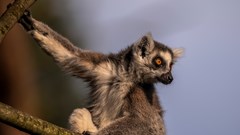 Lemur (CR. David Roberts)