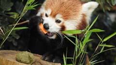 Red Panda Feed (CR. Alex Dykes)