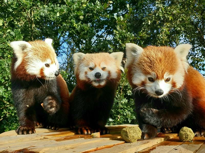 Three Red Pandas Together