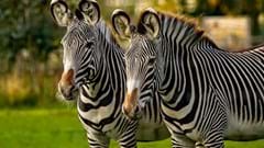 Grevy's Zebras (CR.Sue Launders)