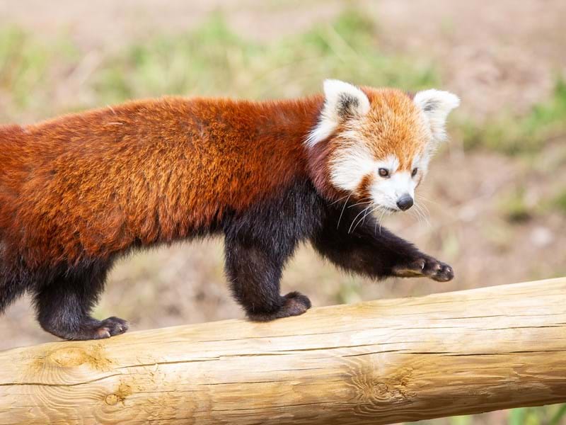 Red Panda (CR. Jamie Stewart)