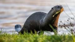 Otter (CR. David Roberts)