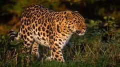 Drake the Amur Leopard (CR. David Roberts)