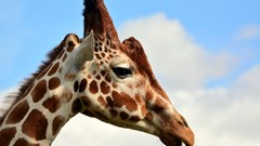 Giraffe (CR. Peter Williams) (3)