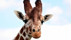 Giraffe(CR. Peter Williams)