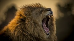 Yorkshire Wildlife Park African Lion Roar (CR. David Roberts)